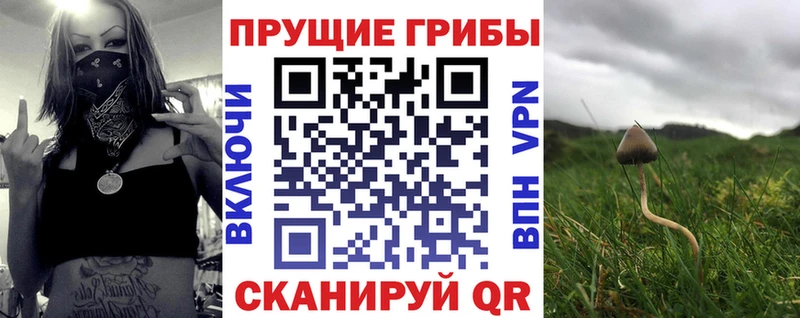 Псилоцибиновые грибы Cubensis  Купить где  Дудинка 